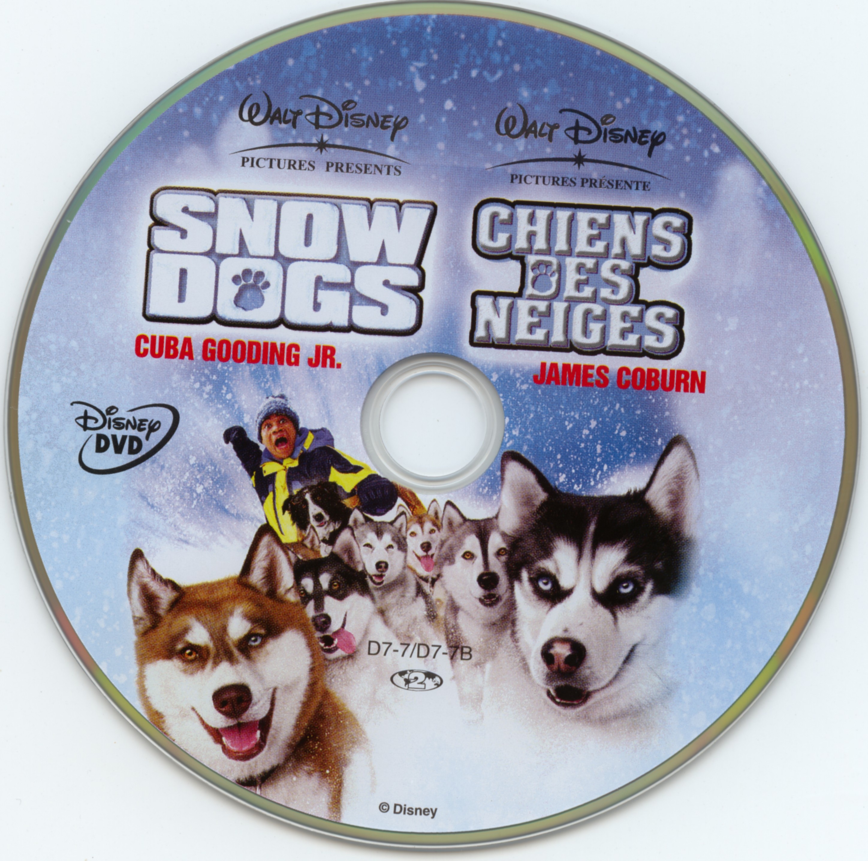 Chiens des neiges