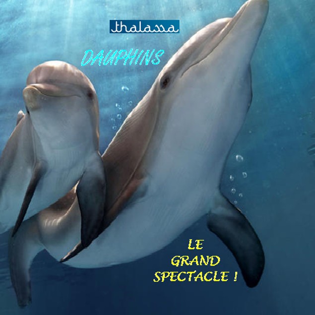 Dauphins, Le Grand Spectacle